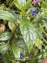 Monnina tenuifolia