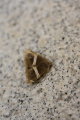 Bastilla arctotaenia