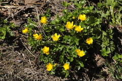 Ranunculus brachylobus