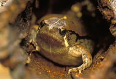 Hypopachus variolosus