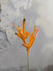 Heliconia psittacorum