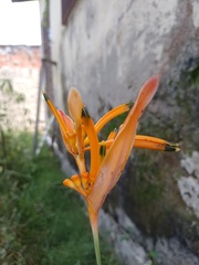 Heliconia psittacorum