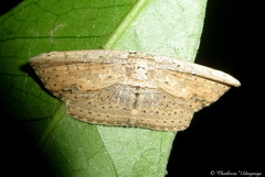 Phalacra