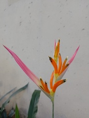 Heliconia psittacorum