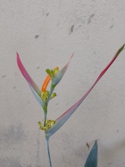 Heliconia psittacorum