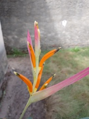 Heliconia psittacorum