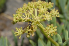 Cerceris flavilabris