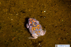 Phrynomantis annectens