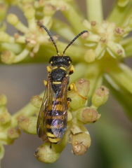 Cerceris flavilabris