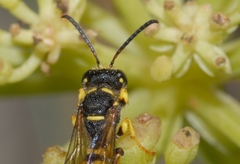 Cerceris flavilabris