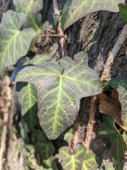 Hedera helix