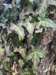 Hedera helix