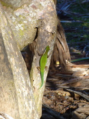 Phelsuma inexpectata