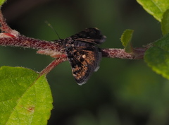 Heliothela wulfeniana