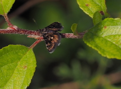 Heliothela wulfeniana