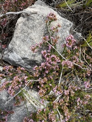 Erica dispar