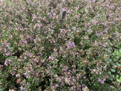 Erica dispar