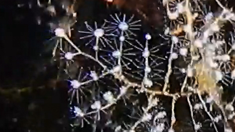 Christmas Tree Hydroid, photo 8 of 10