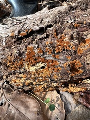 Botryobasidium aureum