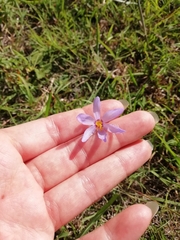 Calydorea charruana