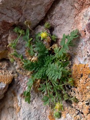 Ivesia jaegeri
