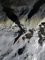 Mediodactylus danilewskii