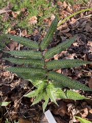 Coniogramme emeiensis