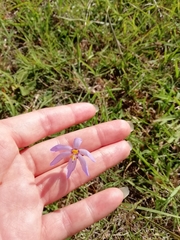 Calydorea charruana