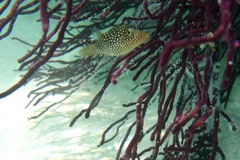 Canthigaster punctatissima