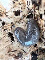 Microplana terrestris