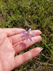 Calydorea charruana