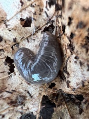 Microplana terrestris