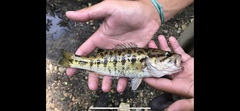 Micropterus coosae