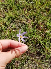 Calydorea charruana