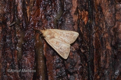 Mythimna albipuncta