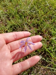 Calydorea charruana