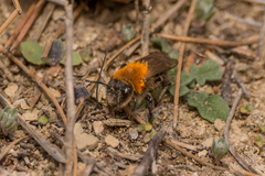 Andrena limata
