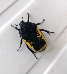 Gymnetis holosericea