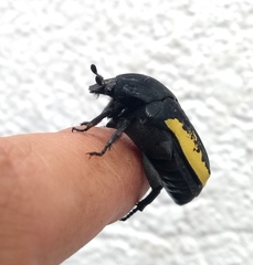 Gymnetis holosericea