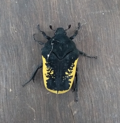 Gymnetis holosericea