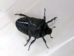 Gymnetis holosericea