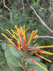 Psittacanthus biternatus