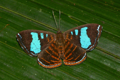 Argyrogrammana glaucopis