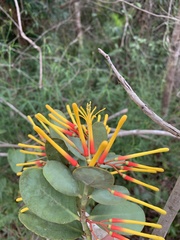 Psittacanthus biternatus