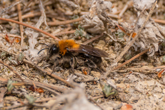 Andrena limata