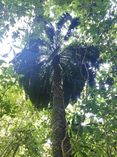 Giant dioon (Dioon spinulosum)