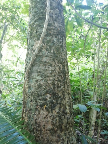 Image of Dioon spinulosum by (c) Erick Vélez Sánchez, some rights reserved (CC BY)