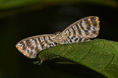 Argyrogrammana glaucopis