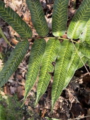 Coniogramme emeiensis