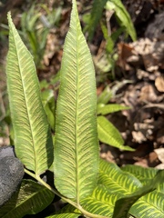 Coniogramme emeiensis